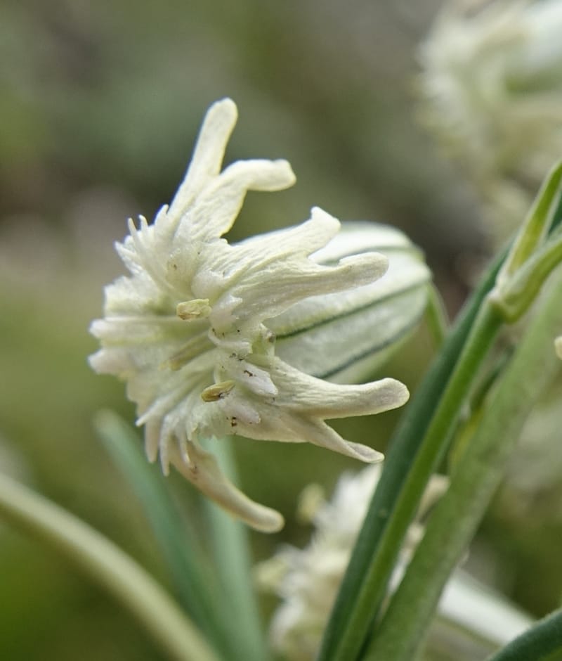 Silene gracilicaulis, D. Boufford 44025--China. Sichuan. Litang Xian. 15 Aug 2017. DSC06139 (255).JPG