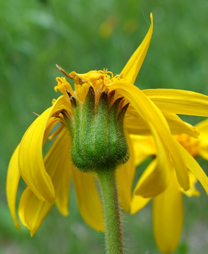 Arnica montana, Callmander, M 1293--Switzerland. Oberwald. Chapel St. Nikolas. 2 Jul 2016. DSC07728 (576).JPG