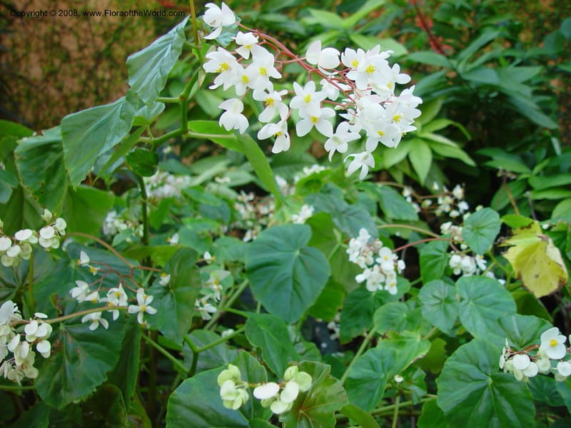 Begonia odorata (no. access. no.--FL. Fairchild Tropical Garden. 15 Jan 03. 028.jpg