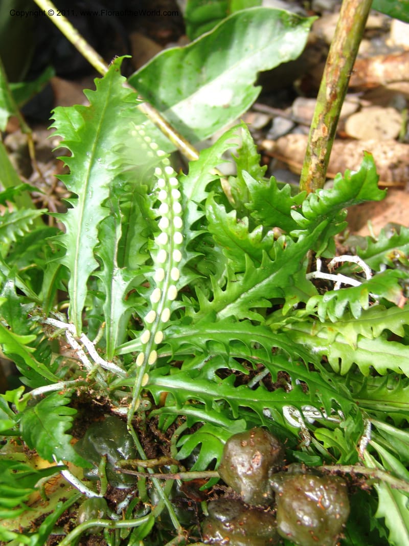 Solanopteris, RVasquez32949-Peru. Pillcopata. Qbda Pini Pini. 29 Oct 07. 051.jpg