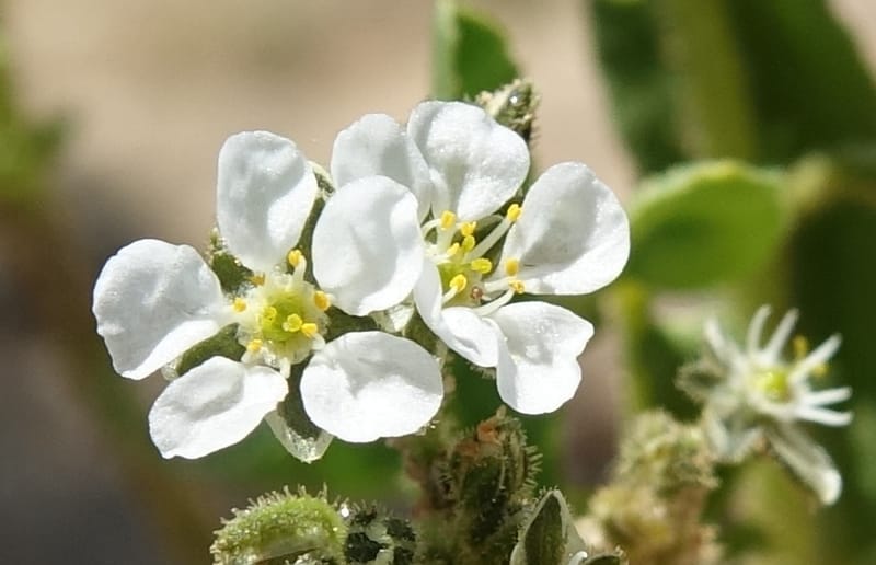 Limeum myosotis, L. Nanyeni 1158--Namibia. B1 to Rehoboth, Frankie Fredricks St. 15 Mar 2018. DSC00565 (462).JPG