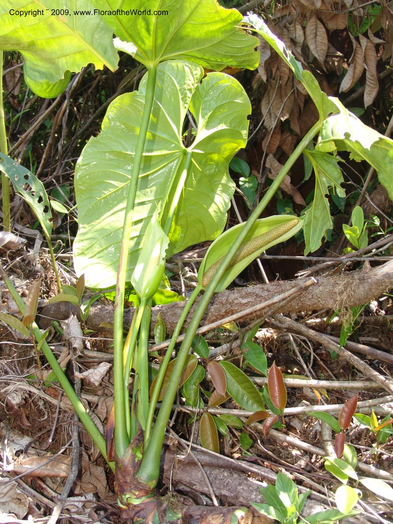 Anthurium, Croat98838--Ecuador. Prv. Zamora Ch. C. del Condor. Silica mine, Las Orq.18 Sep 07. 377.jpg