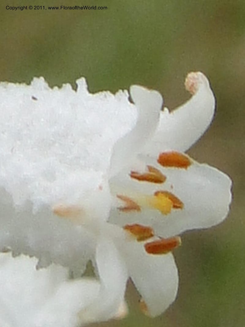 Aletris farinosa, Davidson, C 11748, USA, North Carolina, Brunswick County, Green Swamp off Hwy 211, W of Wilmington, 22 May 2010 (10).JPG