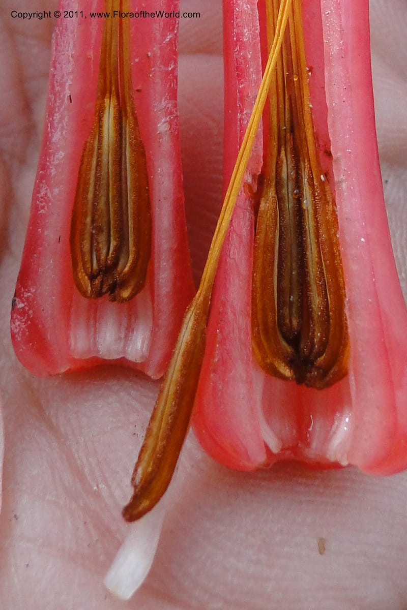 Ceratostema alatum, Ulloa 1999--Ecuador. Napo. Papallacta to Baeza. 1 Jun 2011. 469 (21).jpg