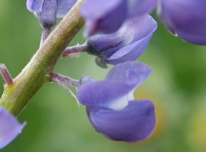 Lupinus argenteus, C. Davidson 13628--ID. Fremont Co. Flat Ranch Preserve (TNC). 16 Jun 2017. DSC01715 (92).JPG