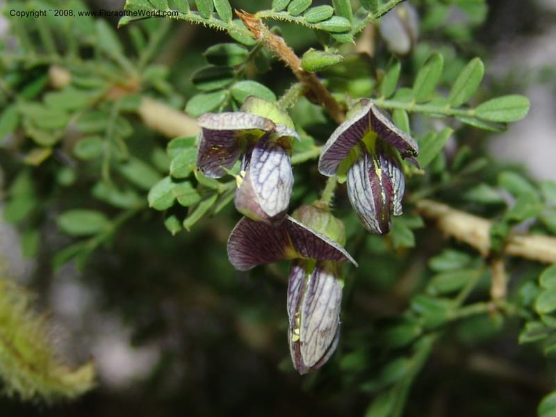 Ormocarpum trichocarpum, W3130--So. Africa. Mpumal. Karino, Whyte Thorne Gdn. 14 Mch 05. 026.jpg
