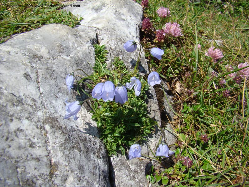 Campanula, CDavidson11252--Slovenia. Gorenska Reg. Velika Planina. 6 Jul 08. 115.jpg