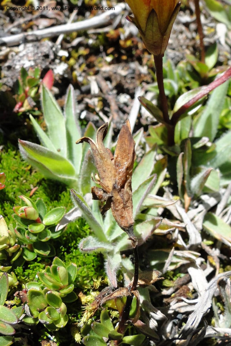 Gentianella hirculus, Ulloa 2116--Ecuador. Azuay. P. N. Cajas. 8 Jun 2011. 072 (6).jpg