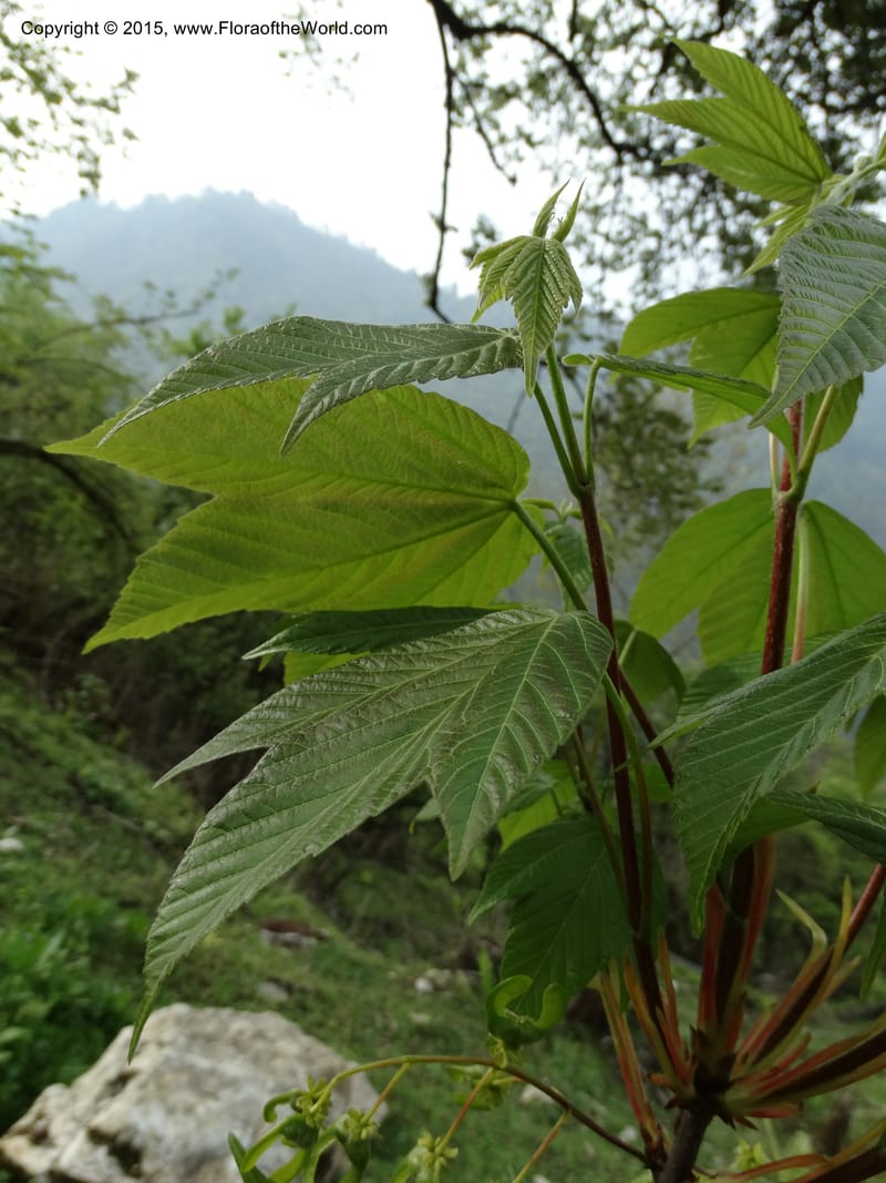 Acer, Boufford, D 43670--China. Sichuan. GuoBaYan, HanBaiYu Shan. 12 May 2014. DSC05373 (205).JPG