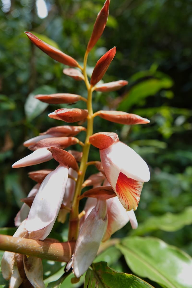 Alpinia blepharocalyx, D. Boufford 44112--China. Yunnan. Lao jun Shan. 30 Apr 2018. DSC00424 (195).JPG
