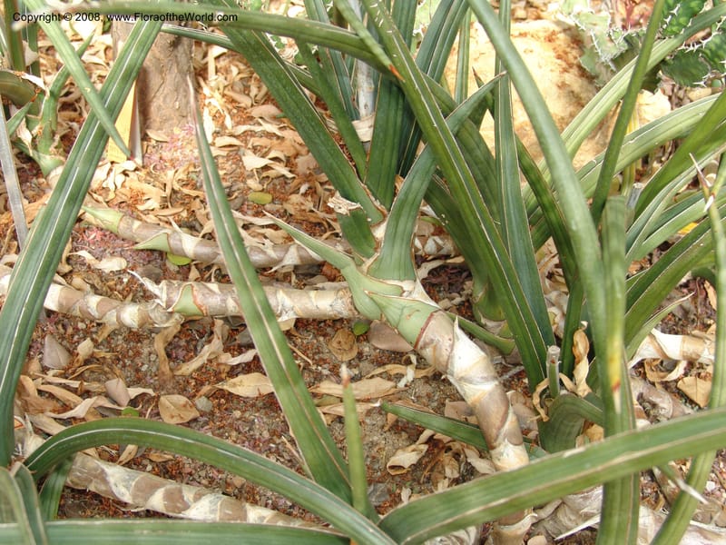 Sansevieria caulescens--France. Nancy. Jard. Bot. Montet. 2 May 05. 092.jpg