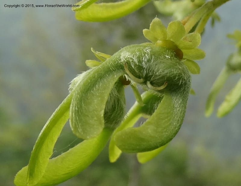 Acer, Boufford, D 43670--China. Sichuan. GuoBaYan, HanBaiYu Shan. 12 May 2014. DSC05373 (211).JPG