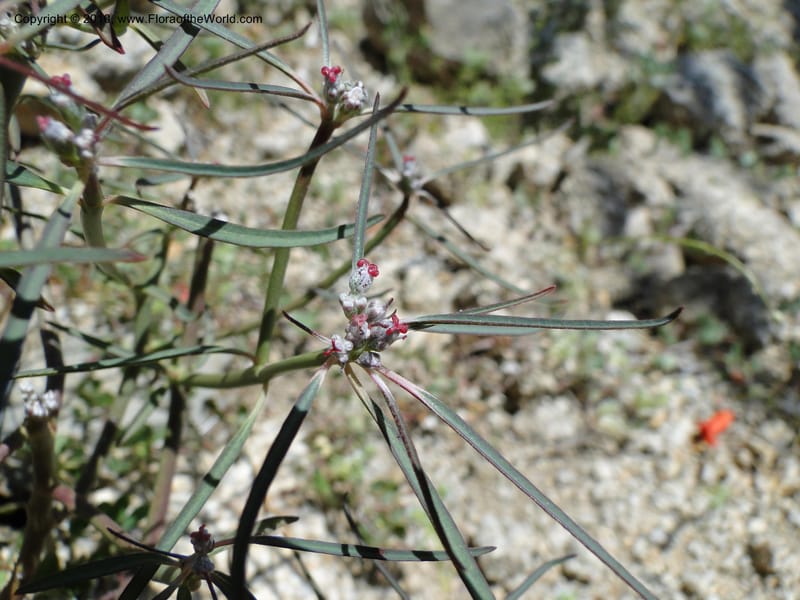 Euphorbia eriantha, C. Davidson 11664--California. Riverside Co. 1 April 2010. 309 (7).jpg