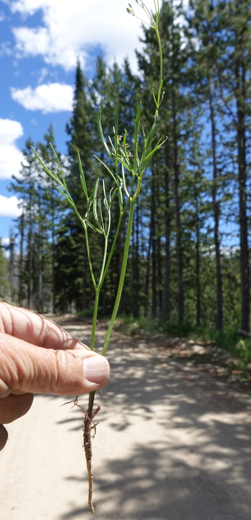 Lomatium idahoense, C. Davidson 13706--ID. Idaho Co. Road to Smith Knob L.O. 11 July 2017. DSC03081 (194).JPG