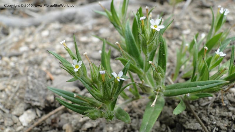 Microsteris gracilis, C. Davidson 11773--ID. Idaho Co. Warren Summit. 28 July 2010. 132 (37).jpg