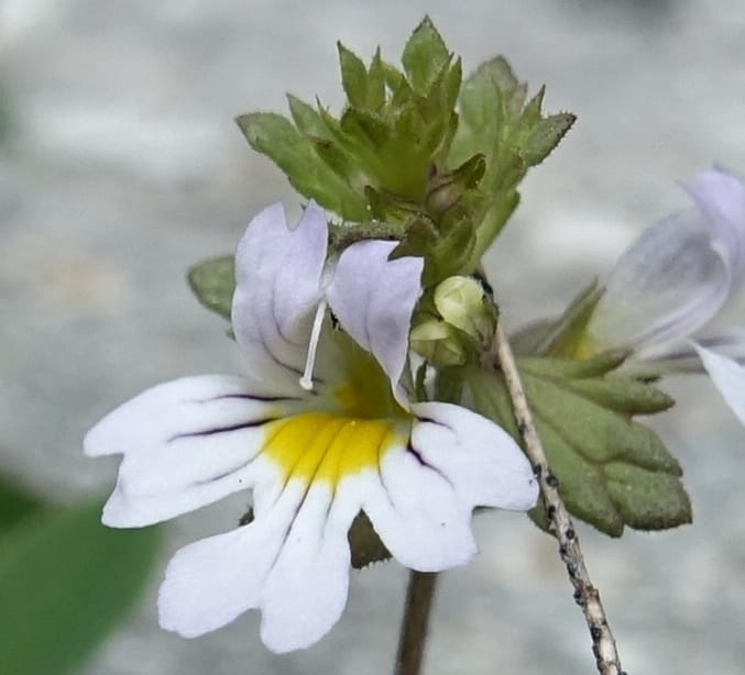 Euphrasia alpina, Not collected--Switzerland. Sass Almagell. Lac Mattmark. 3 Jul 2016. DSC08449 (34).JPG