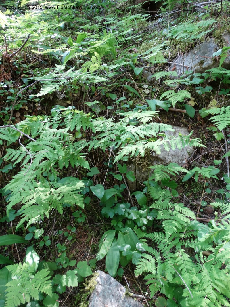 Gymnocarpium dryopteris, Davidson, C 12848--ID. Shoshone Co. St. Hwy 4. E of Burke. 2 Jul 2015. DSC07383 (42).JPG