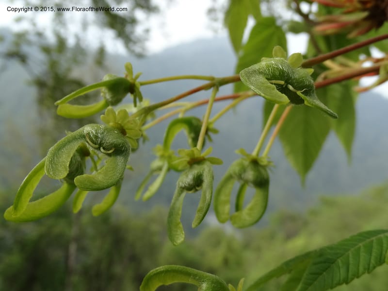 Acer, Boufford, D 43670--China. Sichuan. GuoBaYan, HanBaiYu Shan. 12 May 2014. DSC05373 (212).JPG