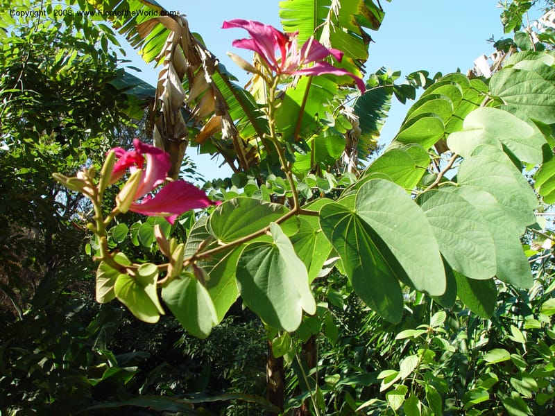 Bauhinia X blakeana--FL. Orange Co. Harry Leu Garden. 5 Jan 03. 063.jpg