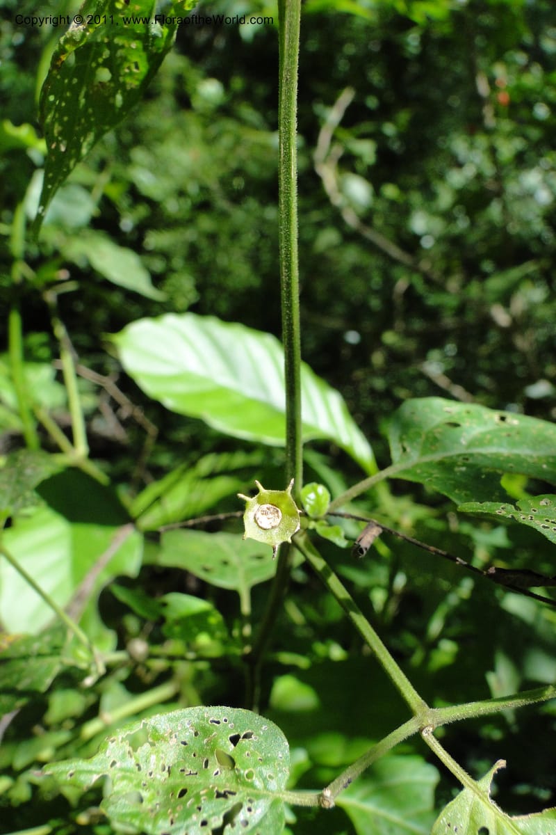 Capsicum, W. D. Stevens 31295--Paraguay. Edo. Concepcion. Garay Cue. 21 Mar 2011. 121 (6).jpg