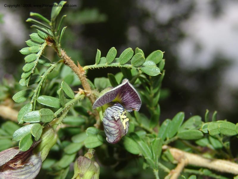 Ormocarpum trichocarpum, W3130--So. Africa. Mpumal. Karino, Whyte Thorne Gdn. 14 Mch 05. 027.jpg