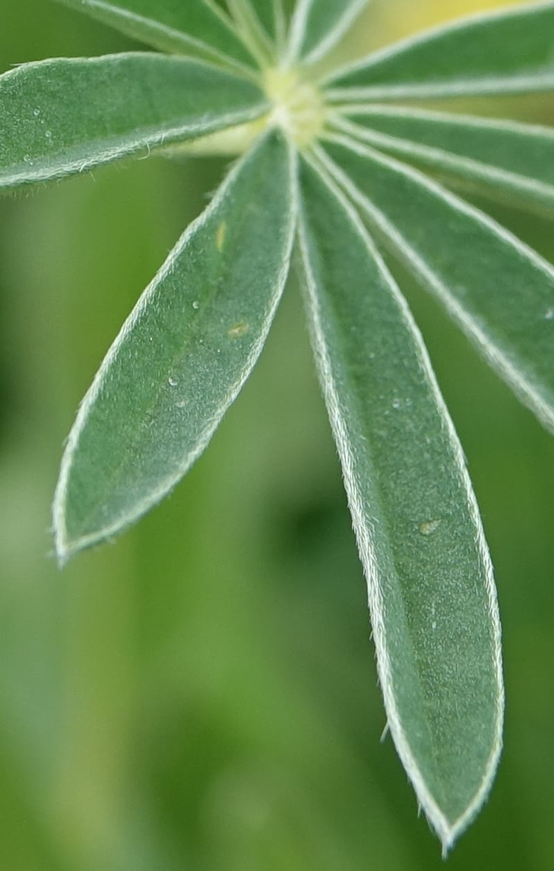 Lupinus argenteus, C. Davidson 13628--ID. Fremont Co. Flat Ranch Preserve (TNC). 16 Jun 2017. DSC01715 (82).JPG