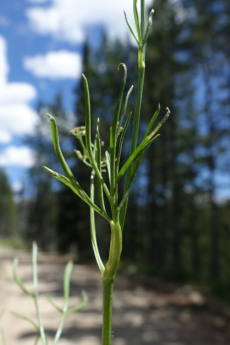 Lomatium idahoense, C. Davidson 13706--ID. Idaho Co. Road to Smith Knob L.O. 11 July 2017. DSC03081 (195).JPG