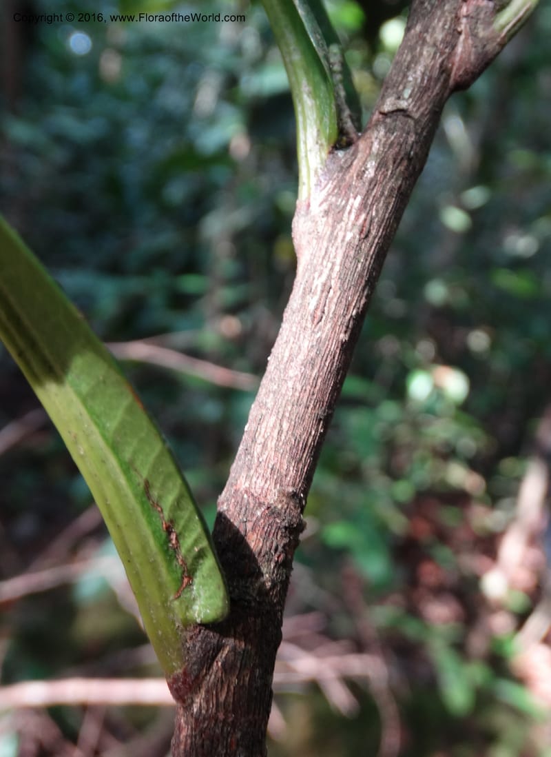 Agrostistachys longifolia, Davidson, C 12889--Sabah. Sapa Paya For. Res. 23 Mar 2015. DSC00001 (162).JPG