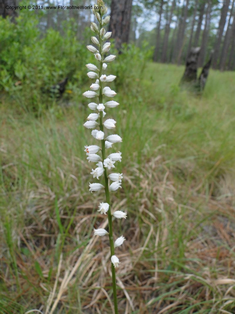 Aletris farinosa, Davidson, C 11748, USA, North Carolina, Brunswick County, Green Swamp off Hwy 211, W of Wilmington, 22 May 2010 (3).JPG