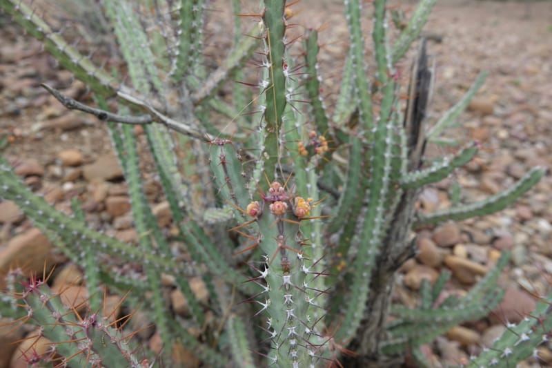 Euphorbia subsalsa subsp. fluviatilis, Nanyenia 1191--Namibia. Dry waterfal. 20 Mar 2018. DSC01925 (15).JPG