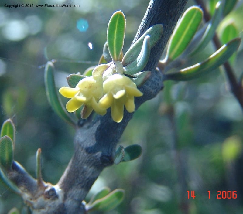 Secamonopsis microphylla, Ranaivojaona, R 1338-Madagascar, 14 Jan 2006 014 (1).jpg