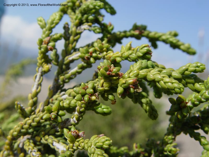 Thymelaea hirsuta--Spain. Andalucia. On C333, ca. 5 km E of Orgiva. 14 Ap (144).jpg