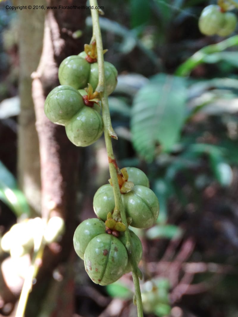 Agrostistachys longifolia, Davidson, C 12889--Sabah. Sapa Paya For. Res. 23 Mar 2015. DSC00001 (154).JPG