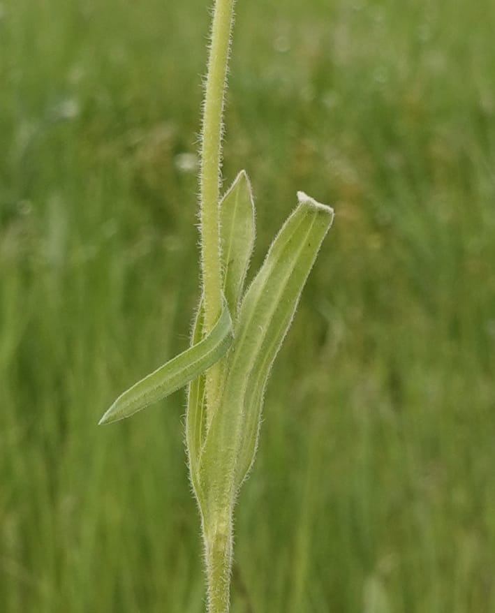Arnica sororia, C. Davidson 13758--Oregon. Wallowa Co. Zumwalt.Trail Cr. Rd. 4 Jun 2018. DSC04078 (293).JPG