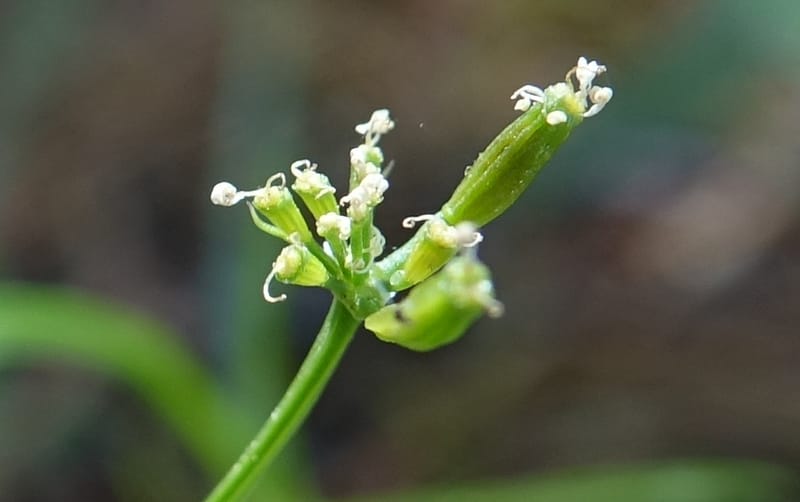 Lomatium idahoense, C. Davidson 13706--ID. Idaho Co. Road to Smith Knob L.O. 11 July 2017. DSC03081 (187).JPG