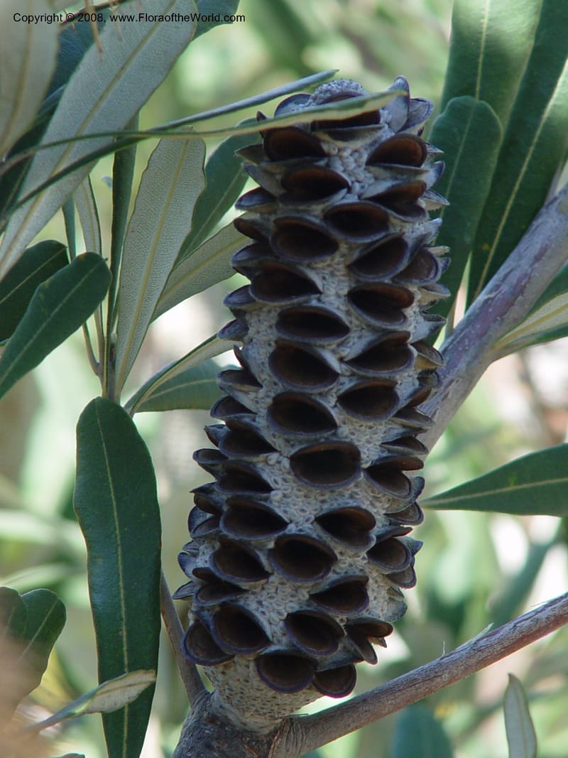 Banksia integrifolia, 1999.01594--Spain. Barcelona Botanic Garden. 19 Apr 04. 079.jpg