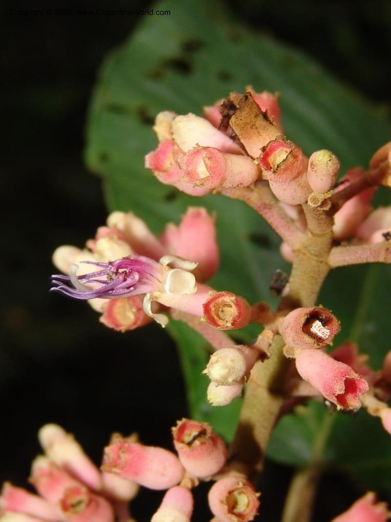 Miconia impetiolaris, RVasquez33019--Peru. Pillcopata. Qbda Pini Pini. 29 Oct 07. 831.jpg