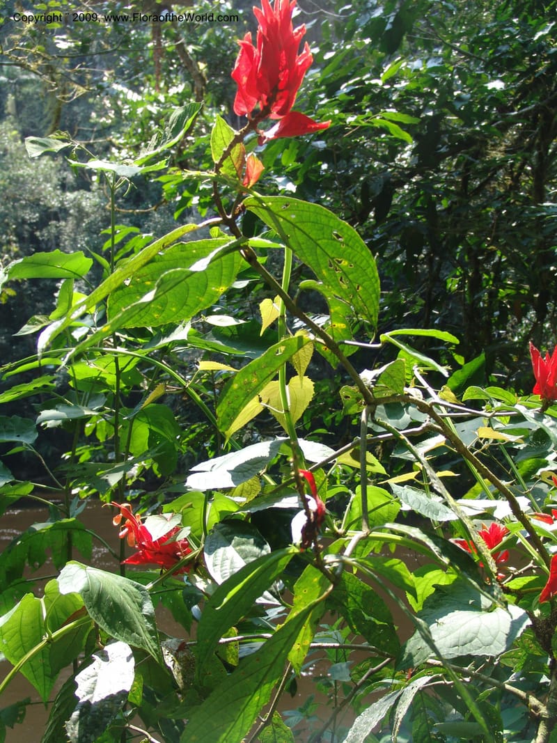 Ruellia, DNeill15804--Ecuador. Z.C. Margin of Rio Nangaritza. 17 Sep 07. 025.jpg