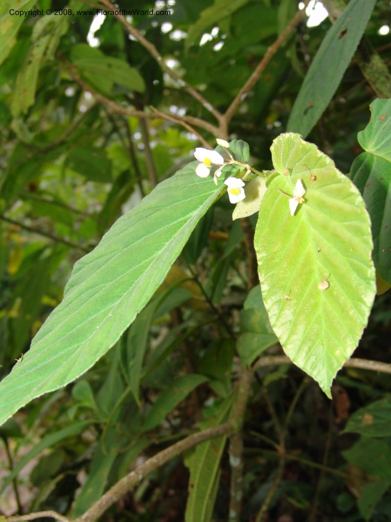 Begonia, Croat93552--Ecuador. Prov. Sucumbio. Jct w rd to San Rafael Falls. 18 Aug 04. 035.jpg