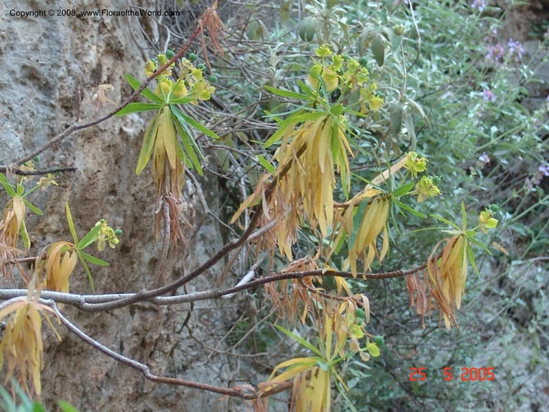 Euphorbia dendroides--Crete. Ep. Kisamos. Sirikari Gorge. 25 May 05. 411.jpg