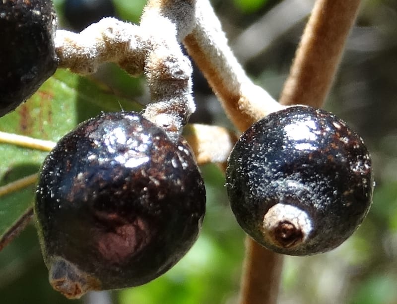Cryptocarya turrilliana, Lowry, P 7352--Fiji. Nabouwalu Rd. 5 Nov 2015. DSC09606 (20).JPG