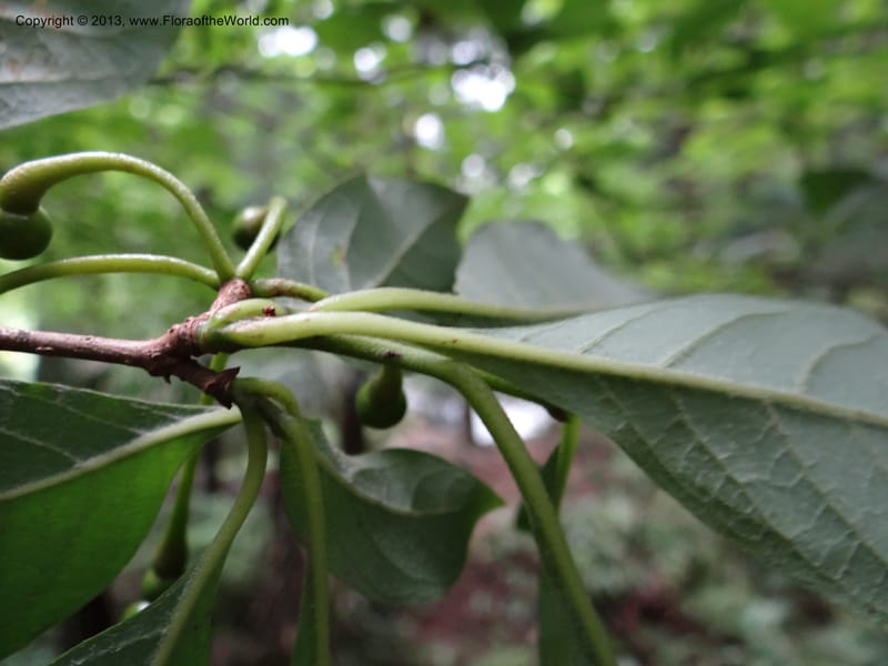 Lindera chienii, Davidson, C 11955--China. Zhejiang Priv. Tian Mu Shan. 31 May 2012. DSC00927 (152).JPG