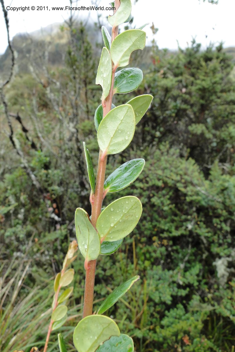Ceratostema alatum, Ulloa 1999--Ecuador. Napo. Papallacta to Baeza. 1 Jun 2011. 469 (15).jpg