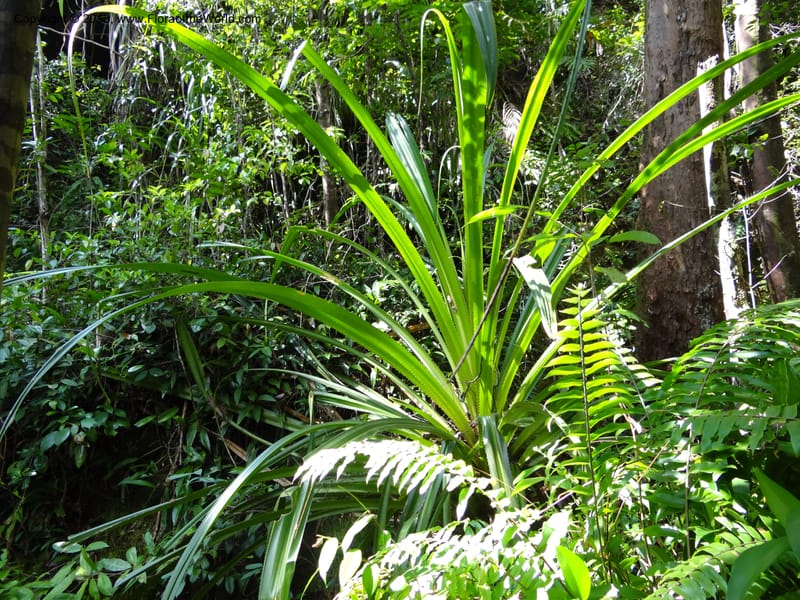 Pandanus epiphyticus, Callmander 1014--Malaysia, Sarawak. Bako Nat. Park. Paku Trail. DSC06071 (81).JPG