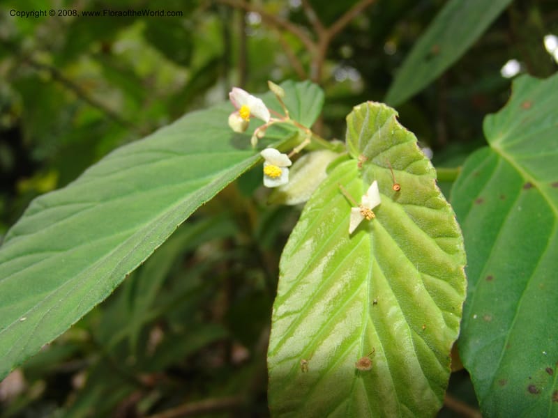 Begonia, Croat93552--Ecuador. Prov. Sucumbio. Jct w rd to San Rafael Falls. 18 Aug 04. 034.jpg