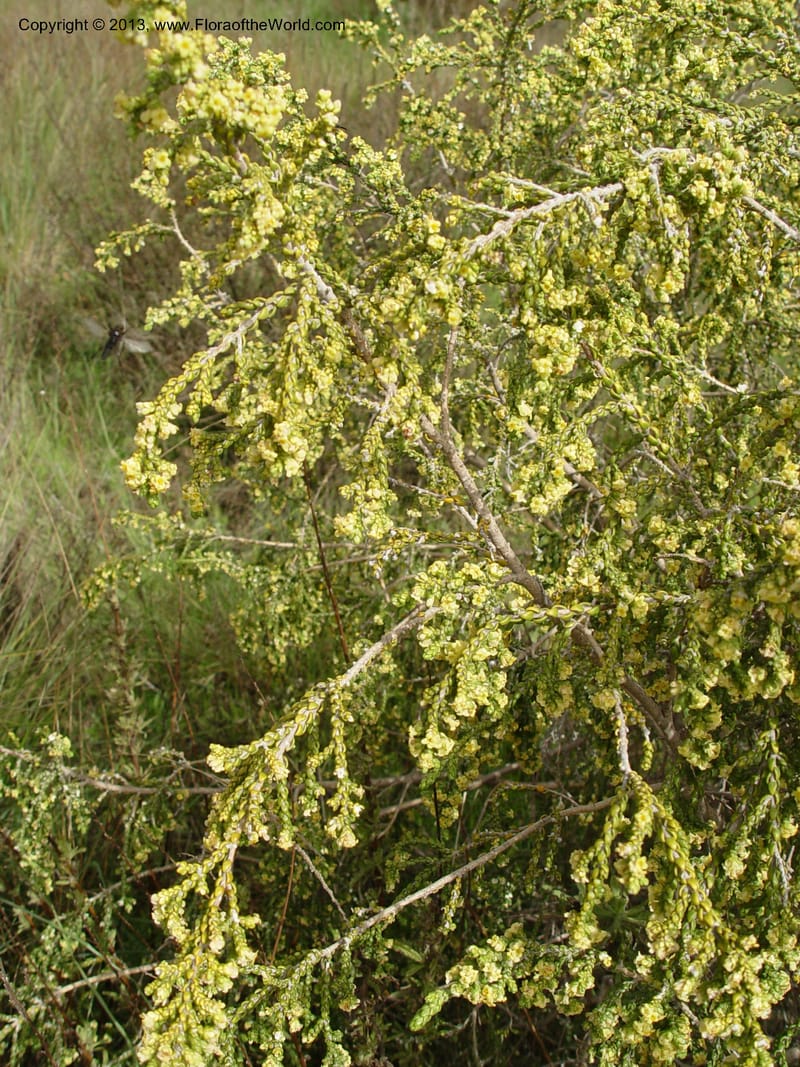 Thymelaea hirsuta--Spain. Granada Prov. Ca. Olias jct. on C333. 15 Apr 04. 051 (11).jpg