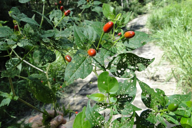 Capsicum, W. D. Stevens 31295--Paraguay. Edo. Concepcion. Garay Cue. 21 Mar 2011. 121 (10).jpg