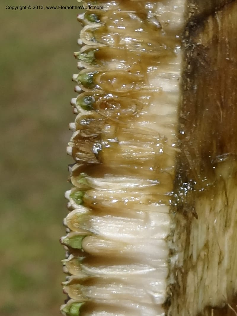 Pandanus epiphyticus, Callmander 1014--Malaysia, Sarawak. Bako Nat. Park. Beach. 31 Mar 2012. DSC06362 (116).JPG