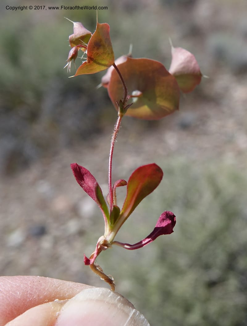 Oxytheca perfoliata, Davidson, C 13128--California. Inyo Co. Mahogany-Wild Rose Rd. 19 Apr 2016.  (160).JPG