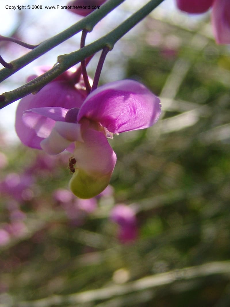 Polygala apopetala--CA. Quail Botanical Garden. 9 Apr 05. 088.jpg